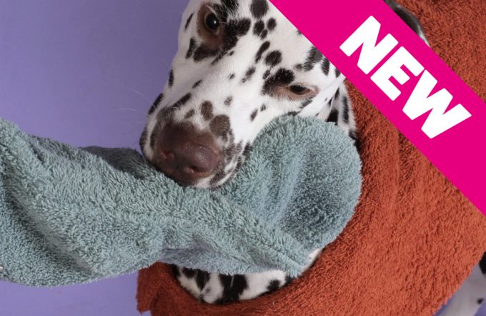 Dog Drying Mitts – Mint